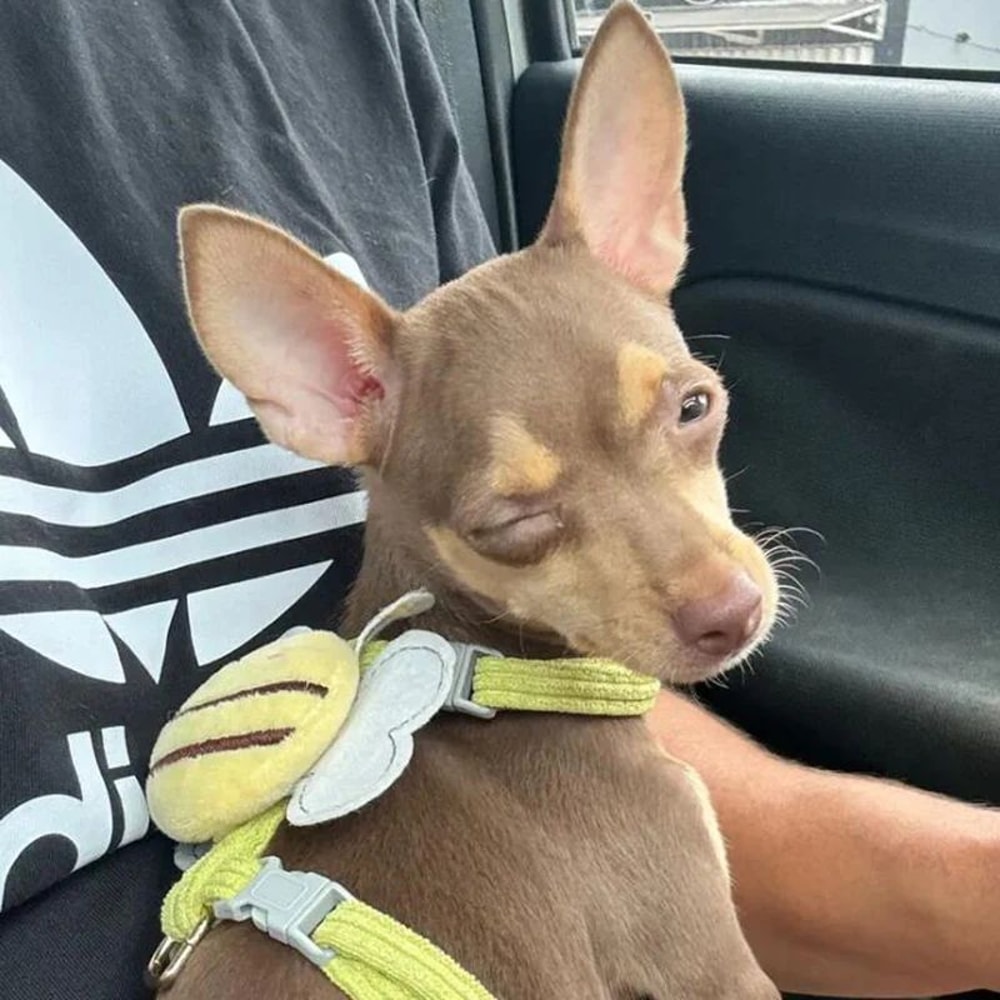 Escape Proof Mesh Cat Harness Leash Set 1