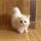 Realistic Plush Cat Toy 9