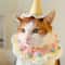 Pet Birthday Hat And Bib Set 4