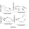 Dinosaur Cookie Cutter Set 2