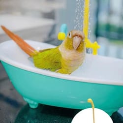 automatic parrot bird bath shower