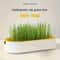 Hydroponic Cat Grass Planter Box 3