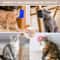 Cat Scratcher Grooming Massager Brush 6