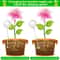 Automatic Plant Watering Ball Set 2