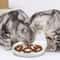 Cat Slow Feeder Ceramic Bowl 2