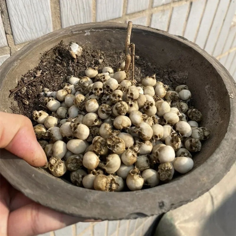 Mini Skull Decorative Figurine 4