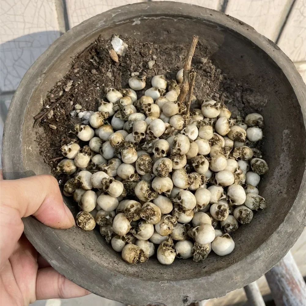 Mini Skull Decorative Figurine 5