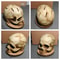 Skull Skeleton Kitchen Knife Holder Stand 3