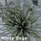 Outdoor Aromatherapy Incense Coils White Sage Lavender Mint 2
