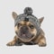 Warm Knitted Pet Hat With Plush Ball Winter Dog Cap 9