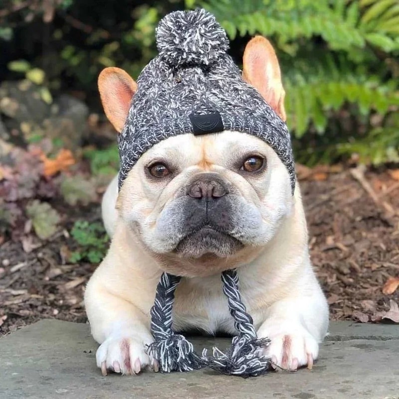Warm Knitted Pet Hat With Plush Ball Winter Dog Cap 10