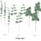 Artificial Eucalyptus Stems Bulk Greenery For Decor 12