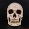 Life Size Human Skull Resin Model Decor 1