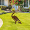 Rustic Metal Crane Garden Statue Decor 1