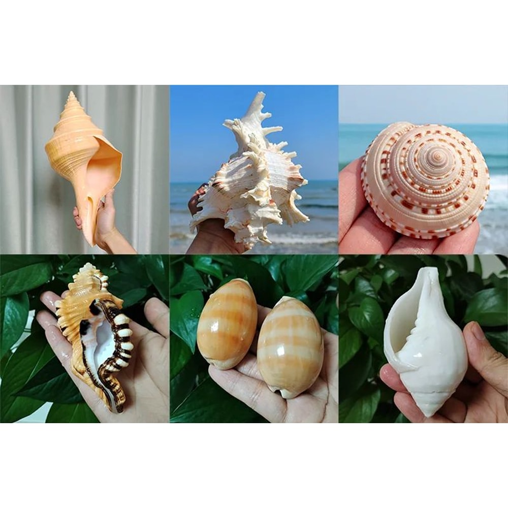 Natural Venus Flower Basket Sea Sponge Decor 6
