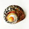 Natural African Turbo Shell Set Coastal Decor 1