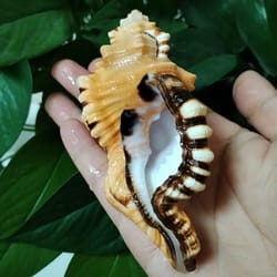 natural black spotted triton sea shell decor