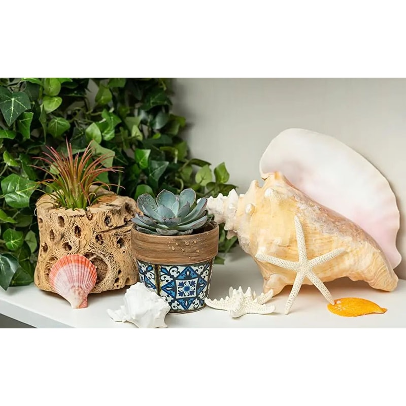 Natural Black Spotted Triton Sea Shell Decor 6