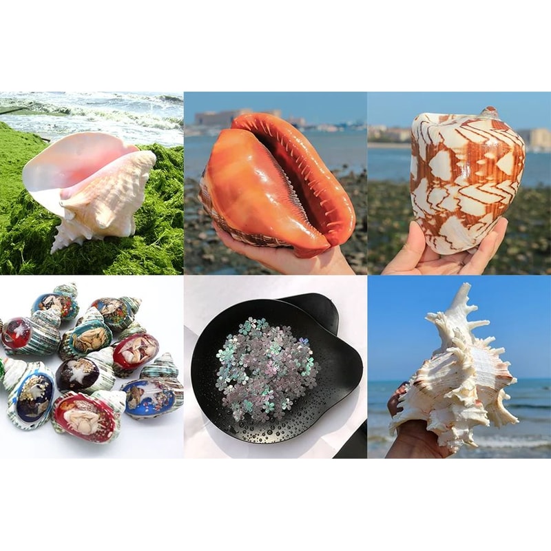 Natural Black Spotted Triton Sea Shell Decor 7