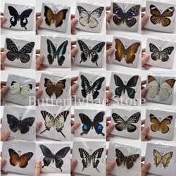 real butterfly specimen collection set