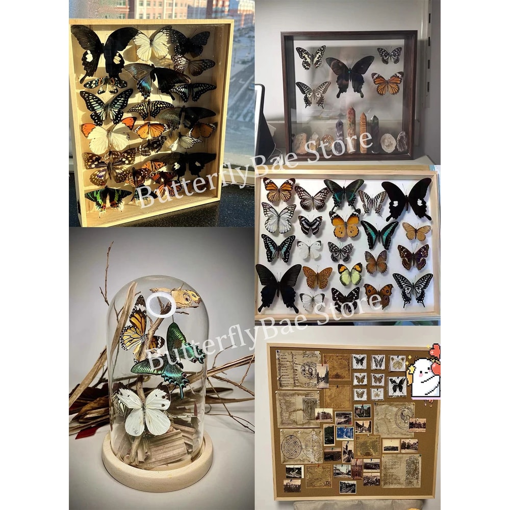 Real Butterfly Specimen Collection Set 2