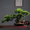 Artificial Welcome Pine Bonsai Desktop Decor 0