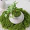 Artificial Green Moss For DIY Decor And Landscaping 4