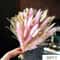 Boho Pampas Grass Dried Flower Wedding Bouquet 8