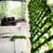 Artificial Ivy Vine Garland Hanging Decor 5
