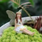 Mini Garden Fairy Figurines Set For Outdoor Decor 5