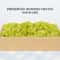 Natural Green Moss Decorative Accent 10