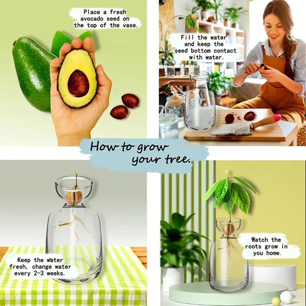 Avocado Seed Starter Glass Vase 6