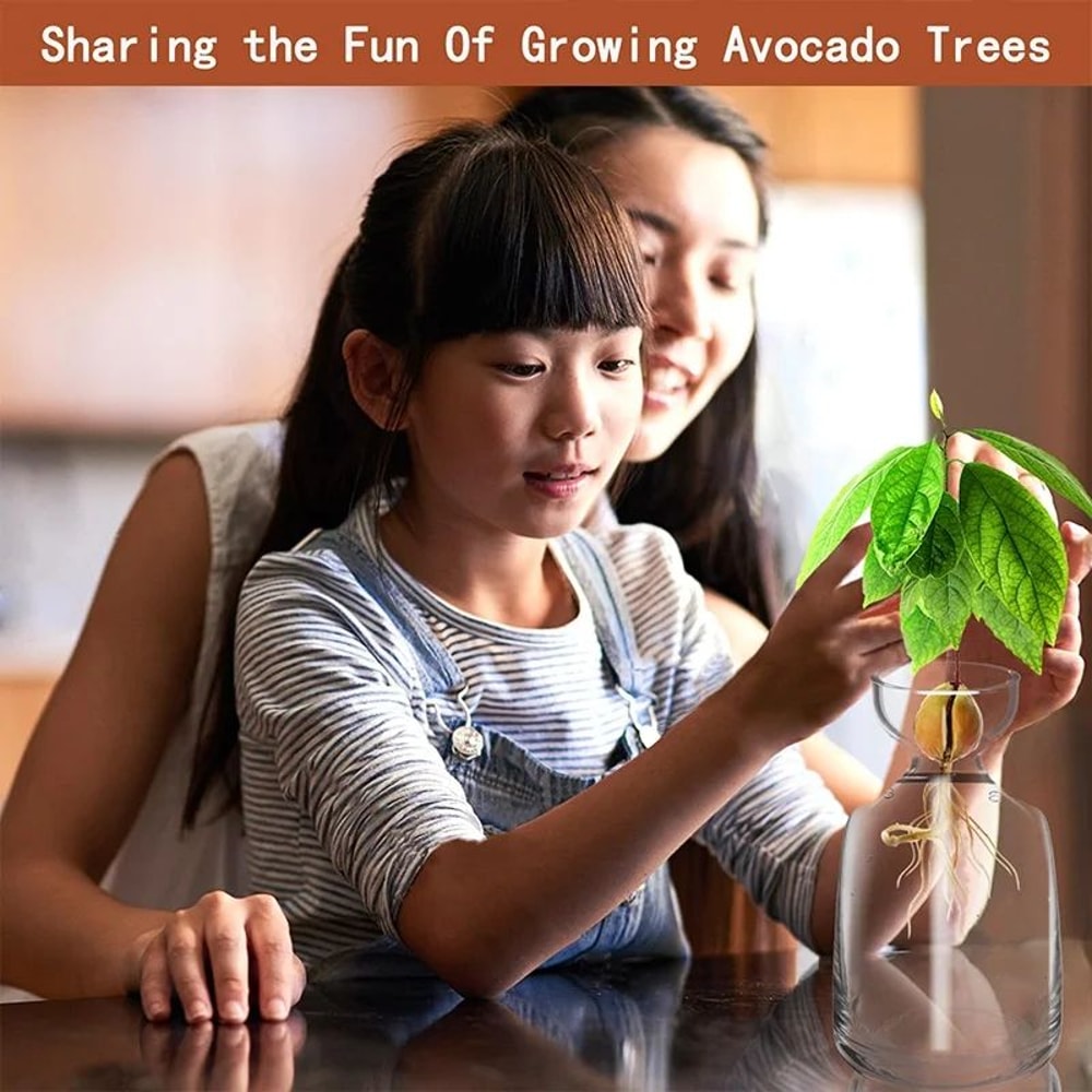 Avocado Seed Starter Glass Vase 7