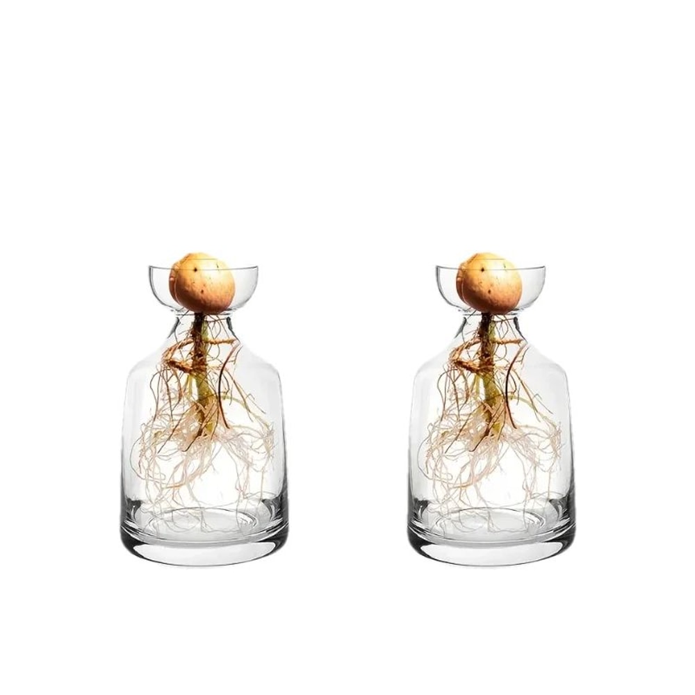 Avocado Seed Starter Glass Vase 9