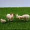 Mini Resin Sheep Family Figurine Set For Garden And Desk Decor 0