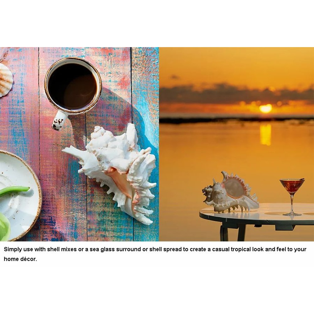 Large Natural Murex Sea Shell Decor 6