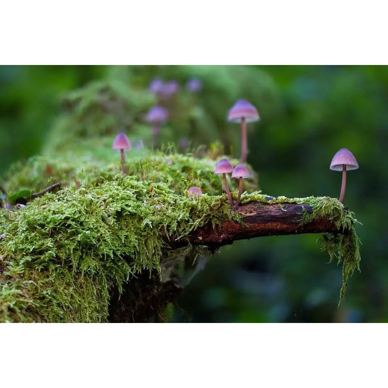 Artificial Moss Craft Decor For Plants And DIY 6