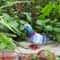 Artificial Dove Bird Decor Realistic Pigeon For Home And Events 7