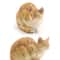 Cute Orange Cat Figurine Mini Lying Pet Desktop Decor 13