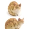 Cute Orange Cat Figurine Mini Lying Pet Desktop Decor 13
