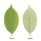Artificial Magnolia Leaves Set PU Realistic Leaves For DIY Decor 1