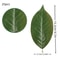 Artificial Magnolia Leaves Set PU Realistic Leaves For DIY Decor 9