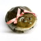 Cute Ugly Frog AirPods Case With Bow 1
