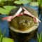 Cute Ugly Frog AirPods Case With Bow 5