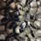 Rustic Cow And Sheep Jingle Bells Set 6