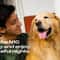 USB Rechargeable Ultrasonic Dog Repeller Device 6