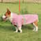 Waterproof Hooded Raincoat For Large Dogs 10