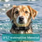 Waterproof Remote Control Dog Training Collar For Puppies And Dogs 5