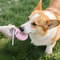 2 In 1 Portable Dog Water Bottle For Travel 5