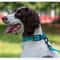 Reflective Padded Adjustable Dog Collar 7